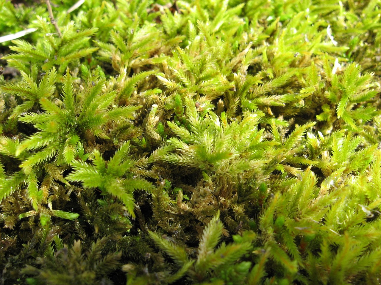Underwater aquatic scene with Hydrilla